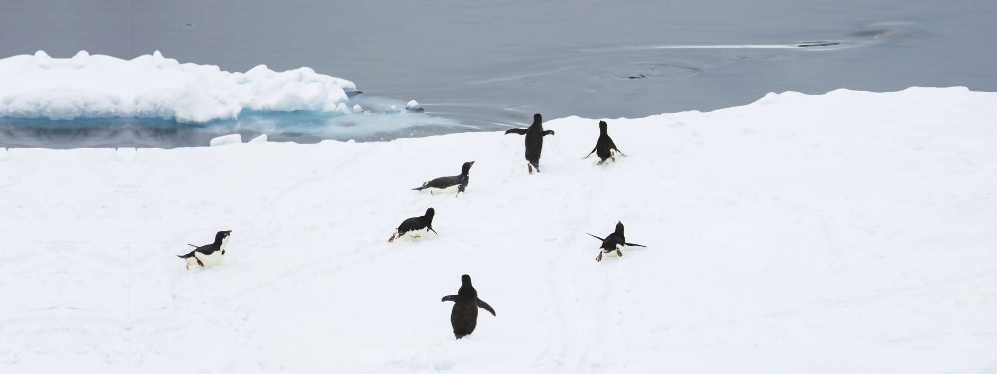Adelie-Pinguin (Pygoscelis Adeliae) auf Meereis, Antarctic Sound, in der Nähe von Brown Bluff, Tabarin-Halbinsel in der RegionAntarktis