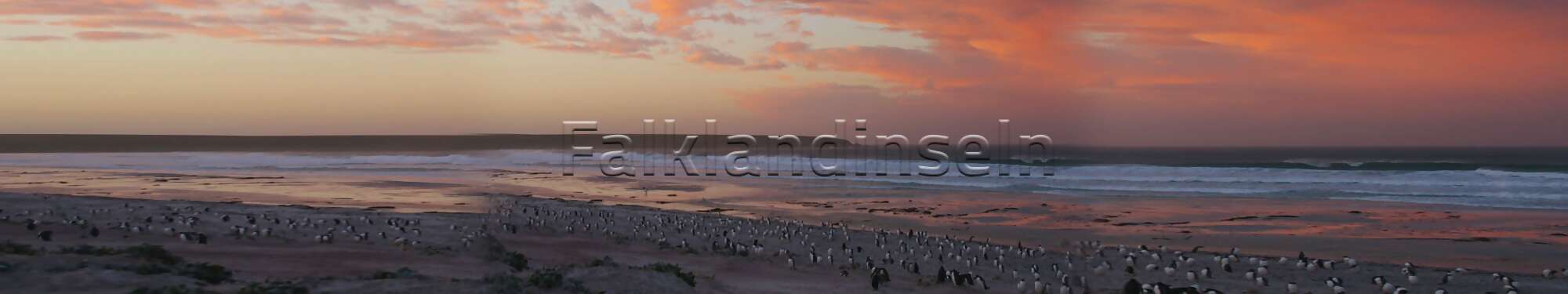 Eselspinguine - Pygoscelis Papua, Sonnenuntergang, West Falkland