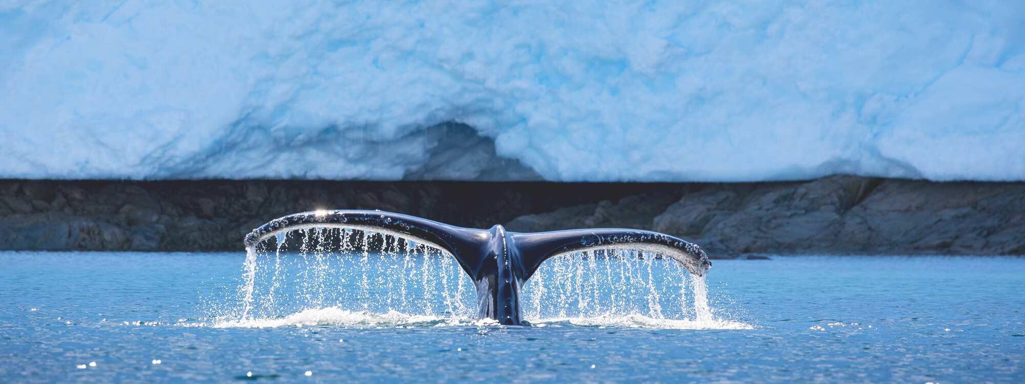 Nahaufnahme eines Buckelwals in der Nähe der Südlichen Orkneyinseln in der Region Antarktis